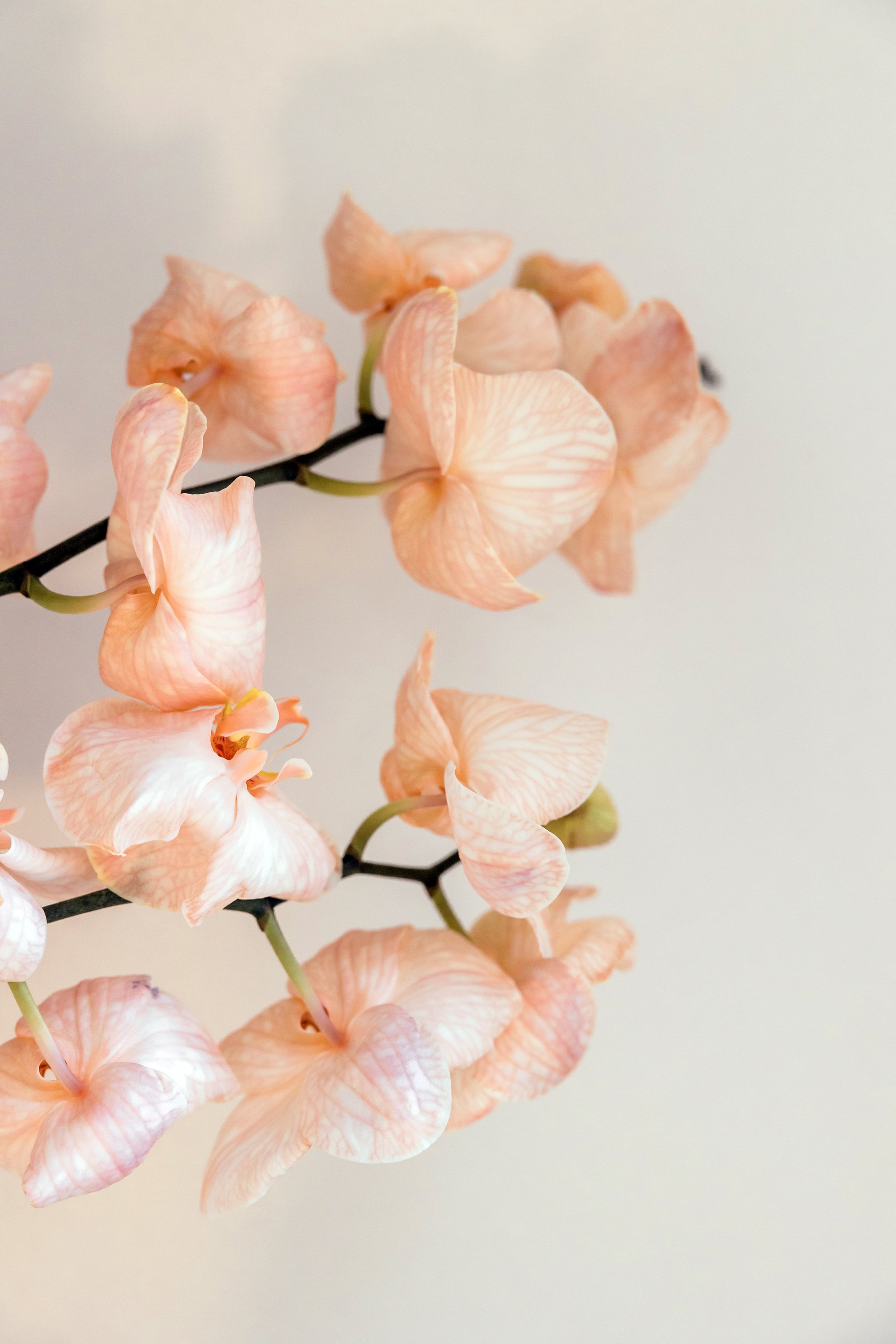 Peach Orchids on White Background